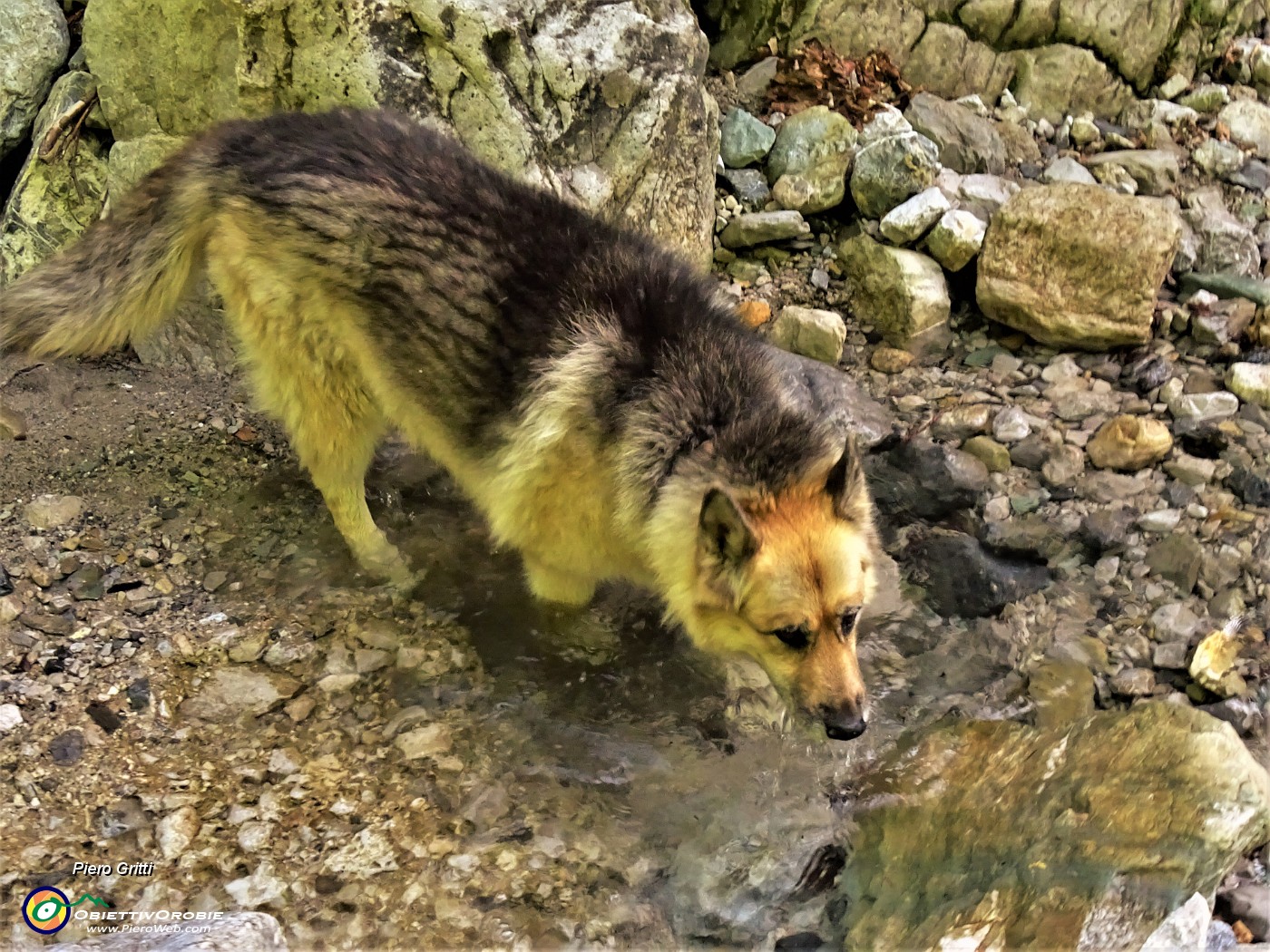 13 Dori si disseta con acqua fresca.JPG